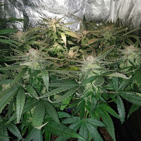 Harlequin #2 growlog timeline photo