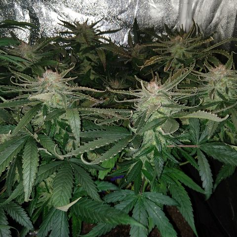 Harlequin #2 growlog timeline photo