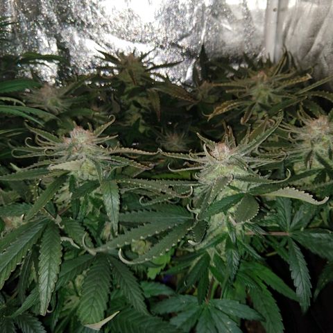 Harlequin #2 growlog timeline photo