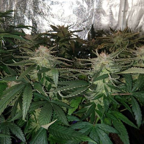 Harlequin #2 growlog timeline photo