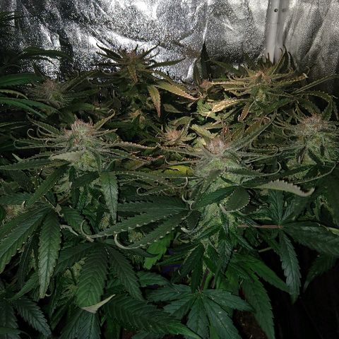 Harlequin #2 growlog timeline photo