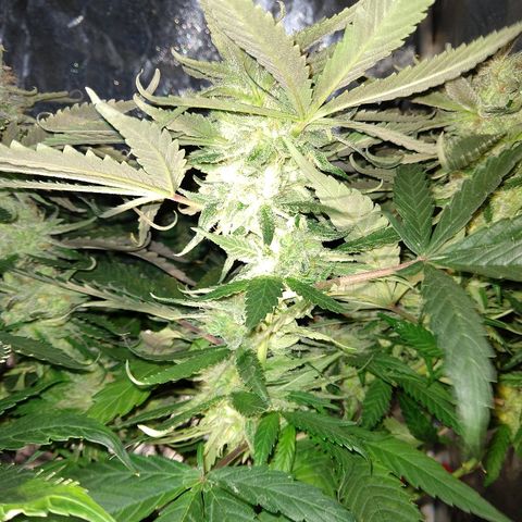 Harlequin #2 growlog timeline photo