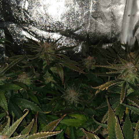 Harlequin #2 growlog timeline photo