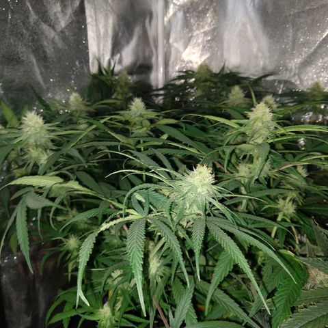 Cannatonic growlog timeline photo