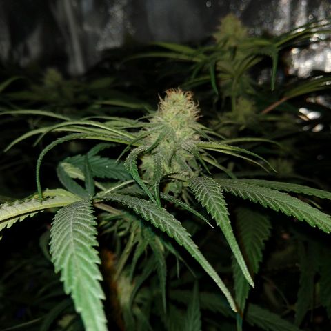Cannatonic growlog timeline photo