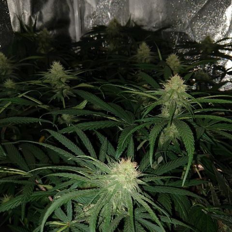 Cannatonic growlog timeline photo
