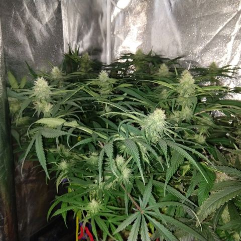 Cannatonic growlog timeline photo