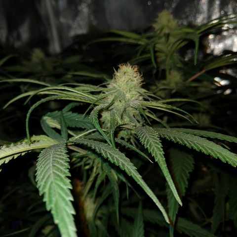 Cannatonic growlog timeline photo