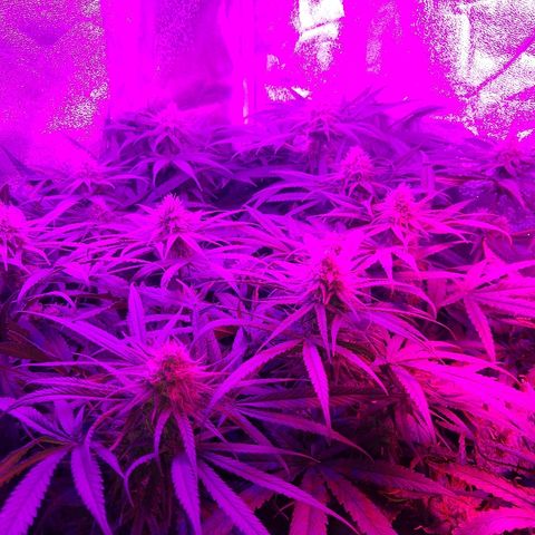 Cannatonic growlog timeline photo