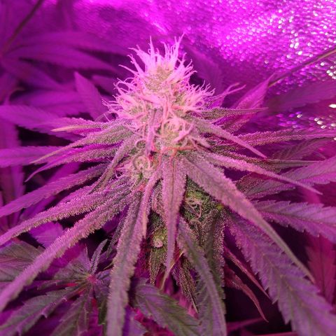 Cannatonic growlog timeline photo
