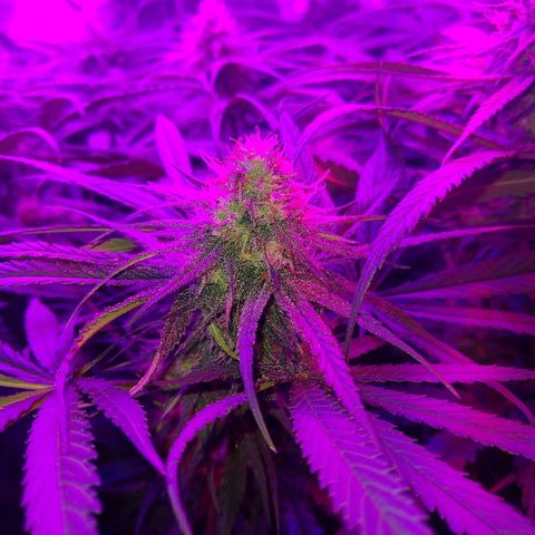 Cannatonic growlog timeline photo