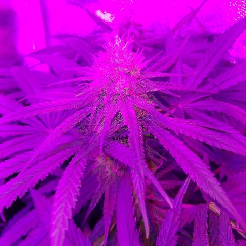 Cannatonic growlog timeline photo