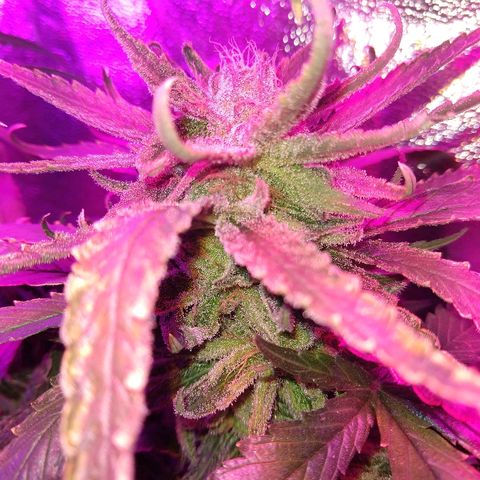 Harlequin #2 growlog timeline photo