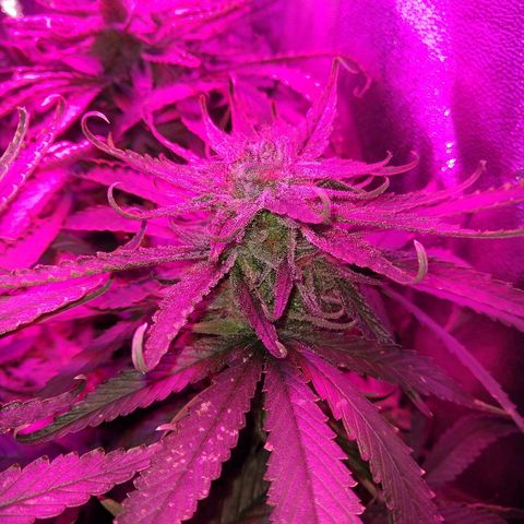 Harlequin #2 growlog timeline photo