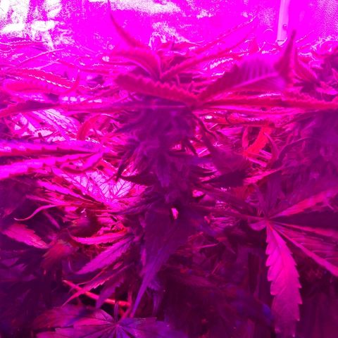 Harlequin #2 growlog timeline photo