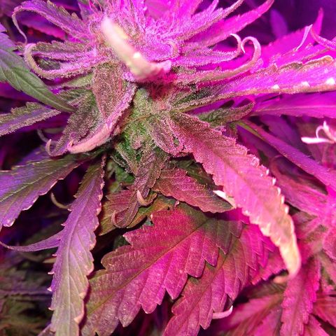 Harlequin #2 growlog timeline photo
