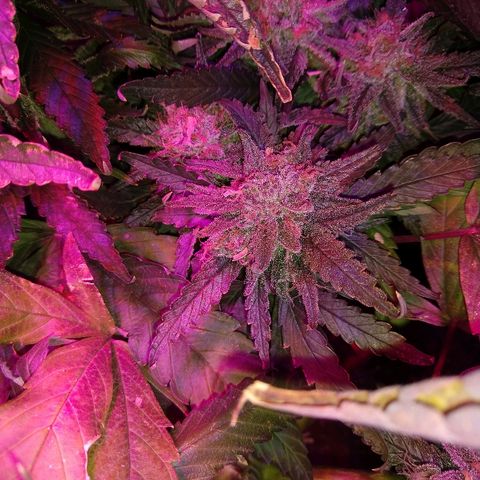 Harlequin #2 growlog timeline photo
