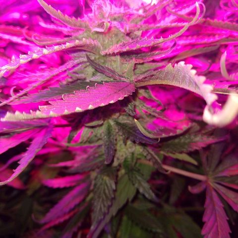 Harlequin #2 growlog timeline photo