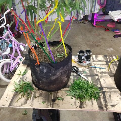 Cannatonic growlog timeline photo