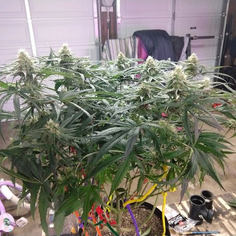 Cannatonic growlog timeline photo