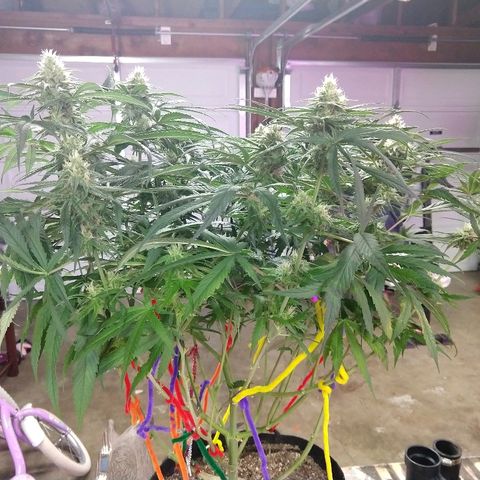 Cannatonic growlog timeline photo