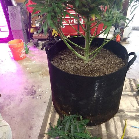 Harlequin #2 growlog timeline photo