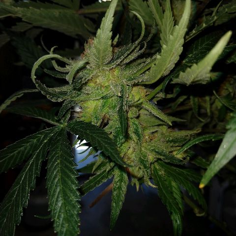 Harlequin #2 growlog timeline photo