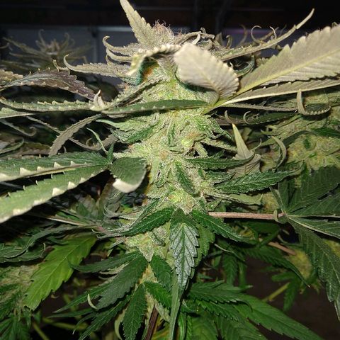 Harlequin #2 growlog timeline photo