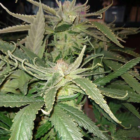 Harlequin #2 growlog timeline photo