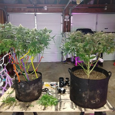 Cannatonic growlog timeline photo