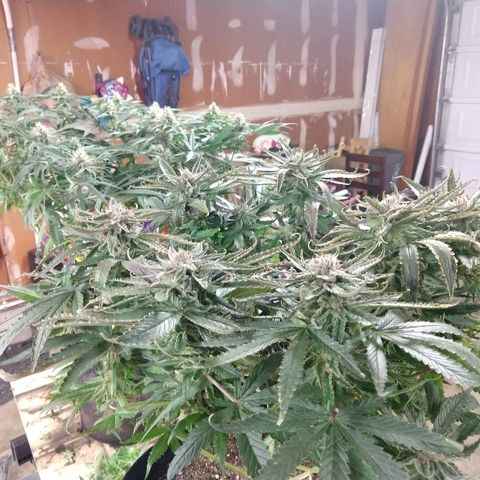 Cannatonic growlog timeline photo