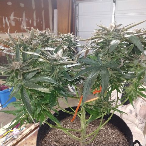 Harlequin #2 growlog timeline photo