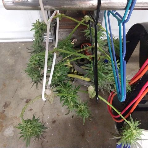 Harlequin #2 growlog timeline photo