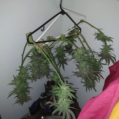 Harlequin #2 growlog timeline photo