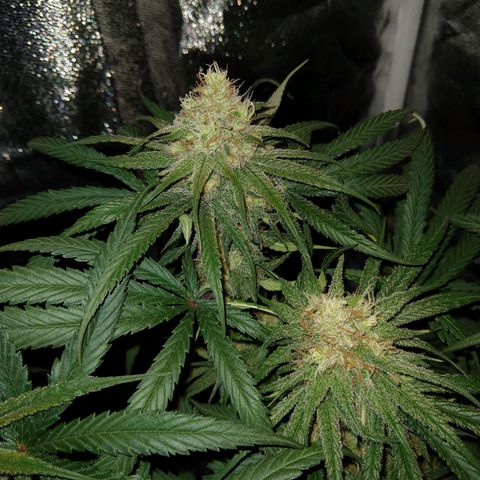 Cannatonic growlog timeline photo