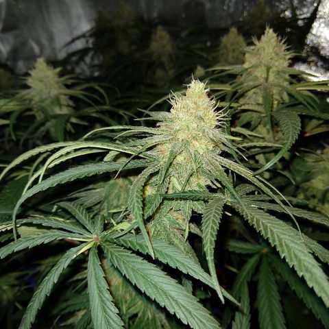 Cannatonic growlog timeline photo