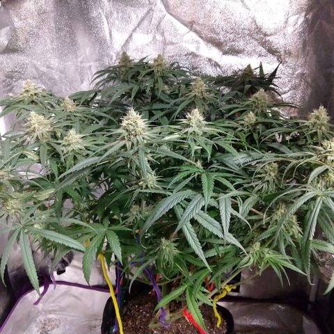 Cannatonic growlog timeline photo