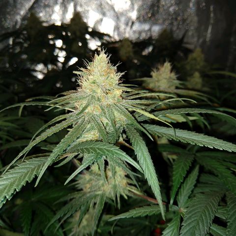 Cannatonic growlog timeline photo