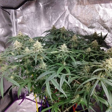 Cannatonic growlog timeline photo