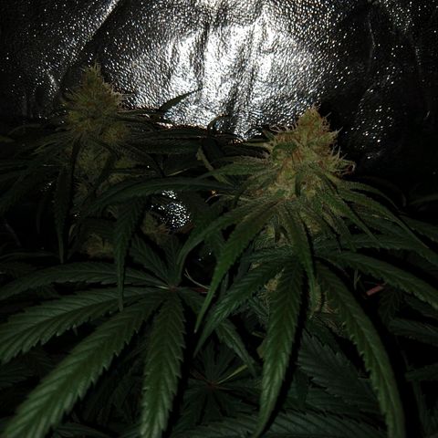 Cannatonic growlog timeline photo