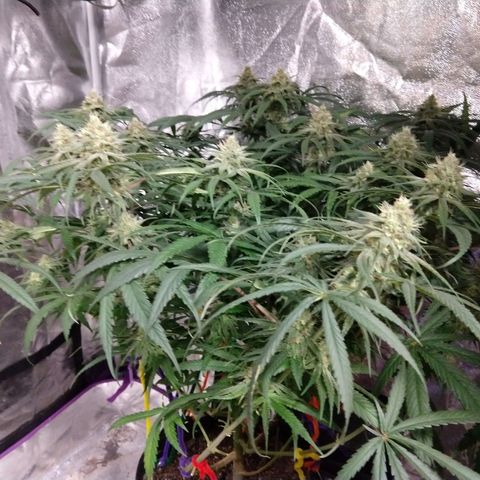 Cannatonic growlog timeline photo