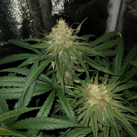 Cannatonic growlog timeline photo