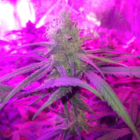 Cannatonic growlog timeline photo