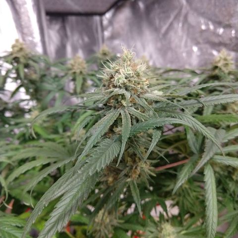 Cannatonic growlog timeline photo