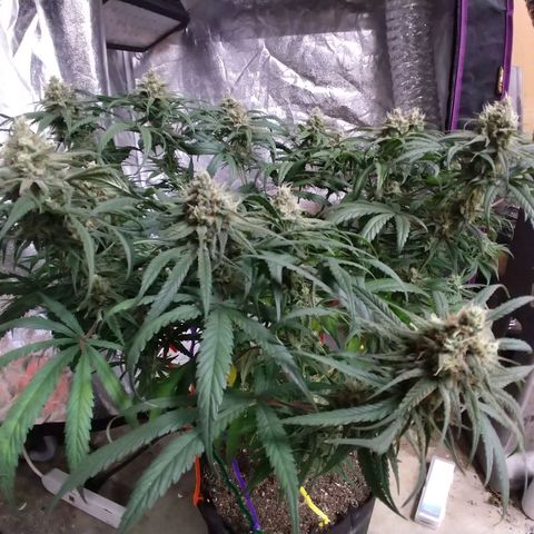 Cannatonic growlog timeline photo
