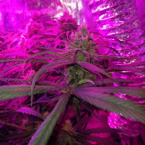 Cannatonic growlog timeline photo