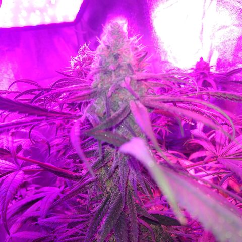 Cannatonic growlog timeline photo