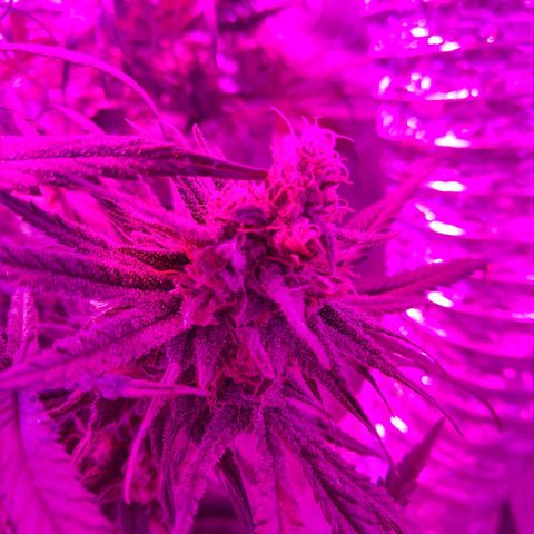 Cannatonic growlog timeline photo