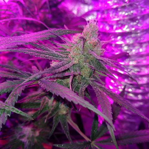Cannatonic growlog timeline photo