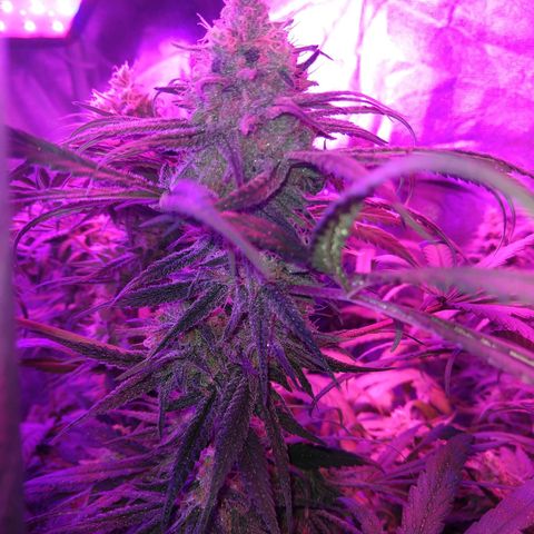 Cannatonic growlog timeline photo
